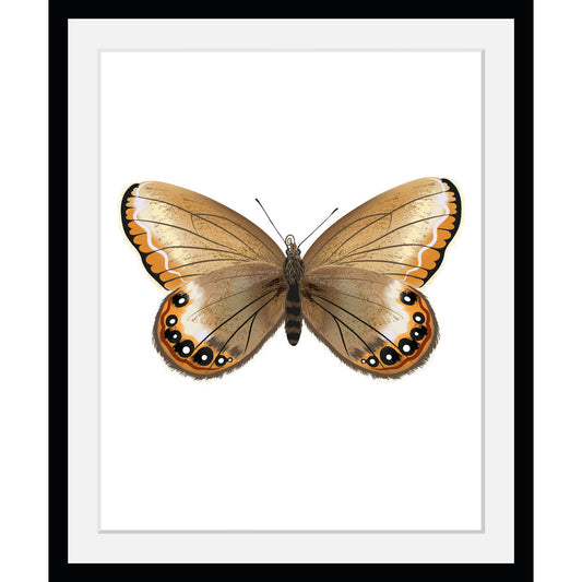 Rahmenbild - Aricia Butterfly