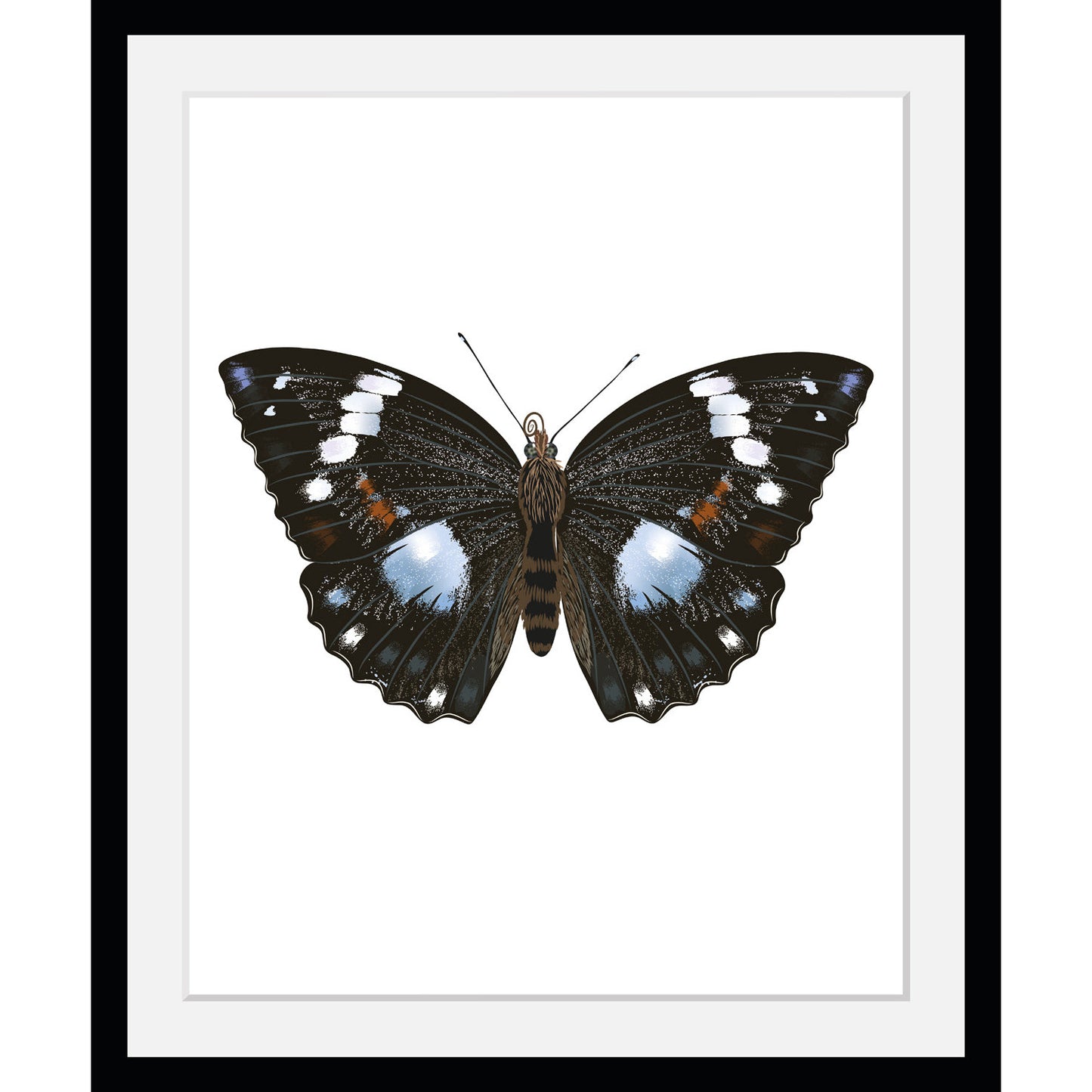 Rahmenbild - Admiral Butterfly
