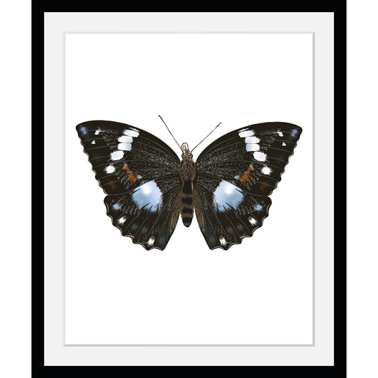 Rahmenbild - Admiral Butterfly