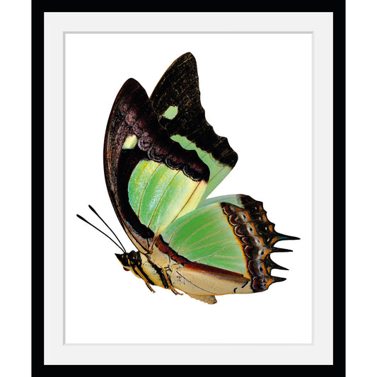 Rahmenbild - Indian Butterfly