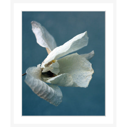 Rahmenbild - White Blossom