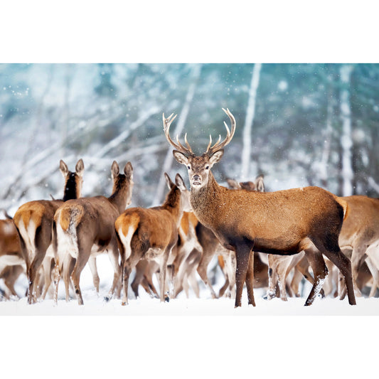 Acrylglasbild - Deer Family