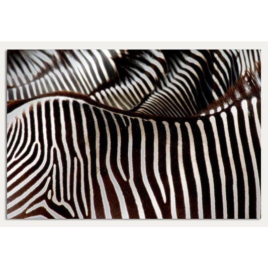 Aluminiumbild - Zebra Fur
