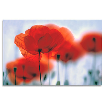 Acrylglasbild - Poppy Flower