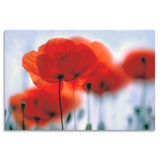 Queen Kerosin Acrylglasbild - Poppy Flower