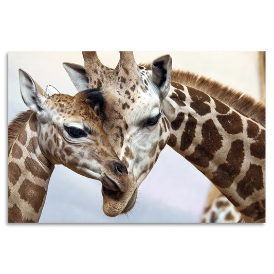 Acrylglasbild - Giraffes In Love