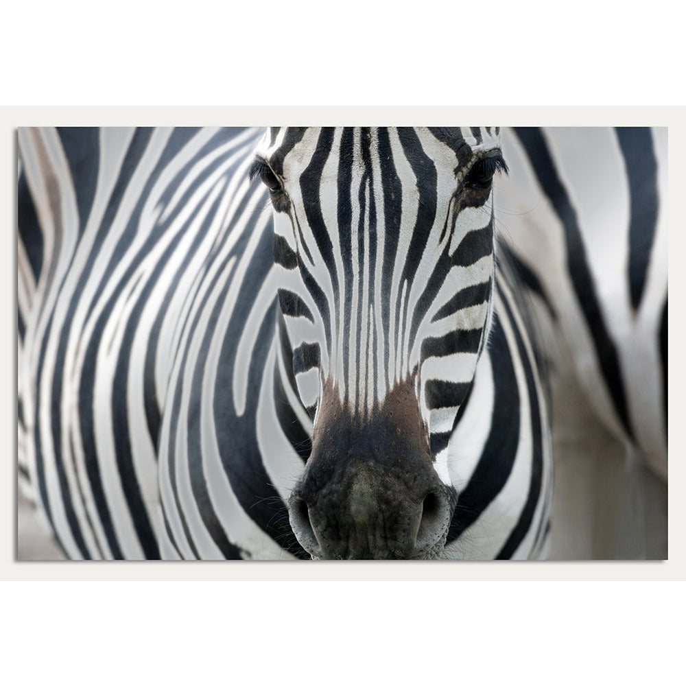 Aluminiumbild – Zebra
