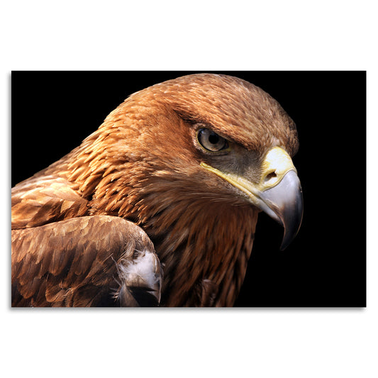 Acrylglasbild - Like An Eagle