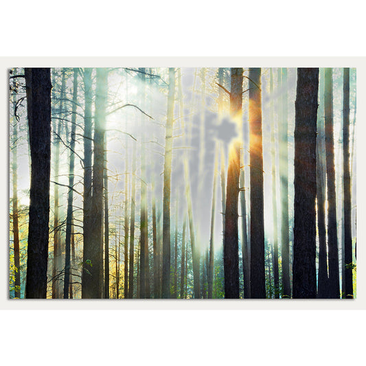 Aluminiumbild - Sunny Day In The Forrest