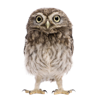 Kissenbezug - Owl Detail