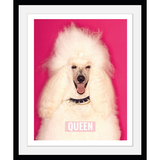 Queen Kerosin Rahmenbild - White Poodle