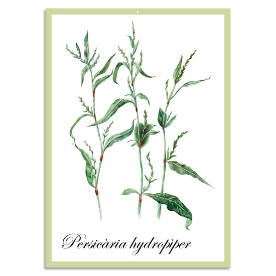 Queen Kerosin Blechschild - Persicària hydropìper