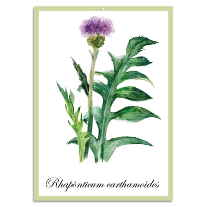 Blechschild - Rhapònticum carthamoìdes