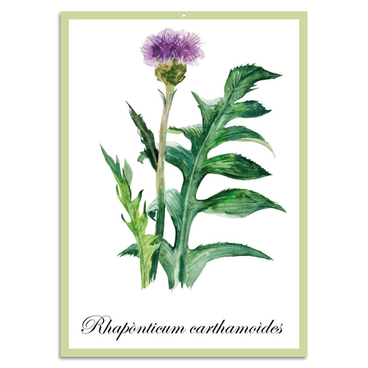 Blechschild - Rhapònticum carthamoìdes