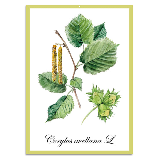 Queen Kerosin Blechschild - Corylus avellana L