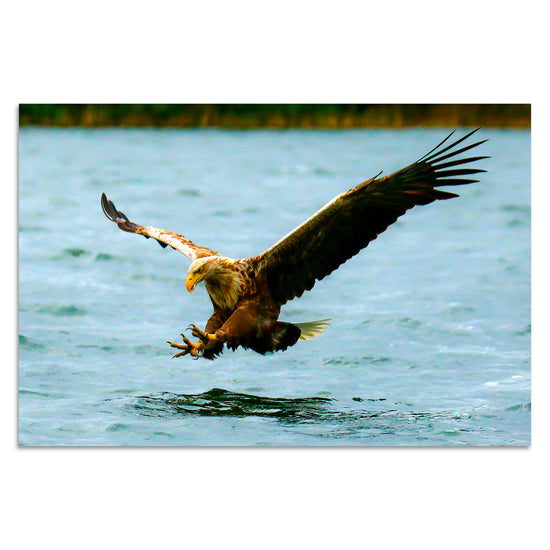 Queen Kerosin Seeadler von Torsten Reuter