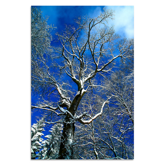 Queen Kerosin Winterwunderland von Torsten Reuter