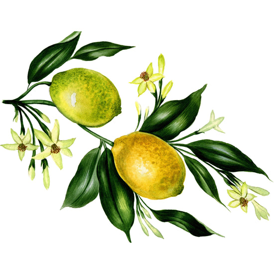 Queen Kerosin Spritzschutz - Lemontree