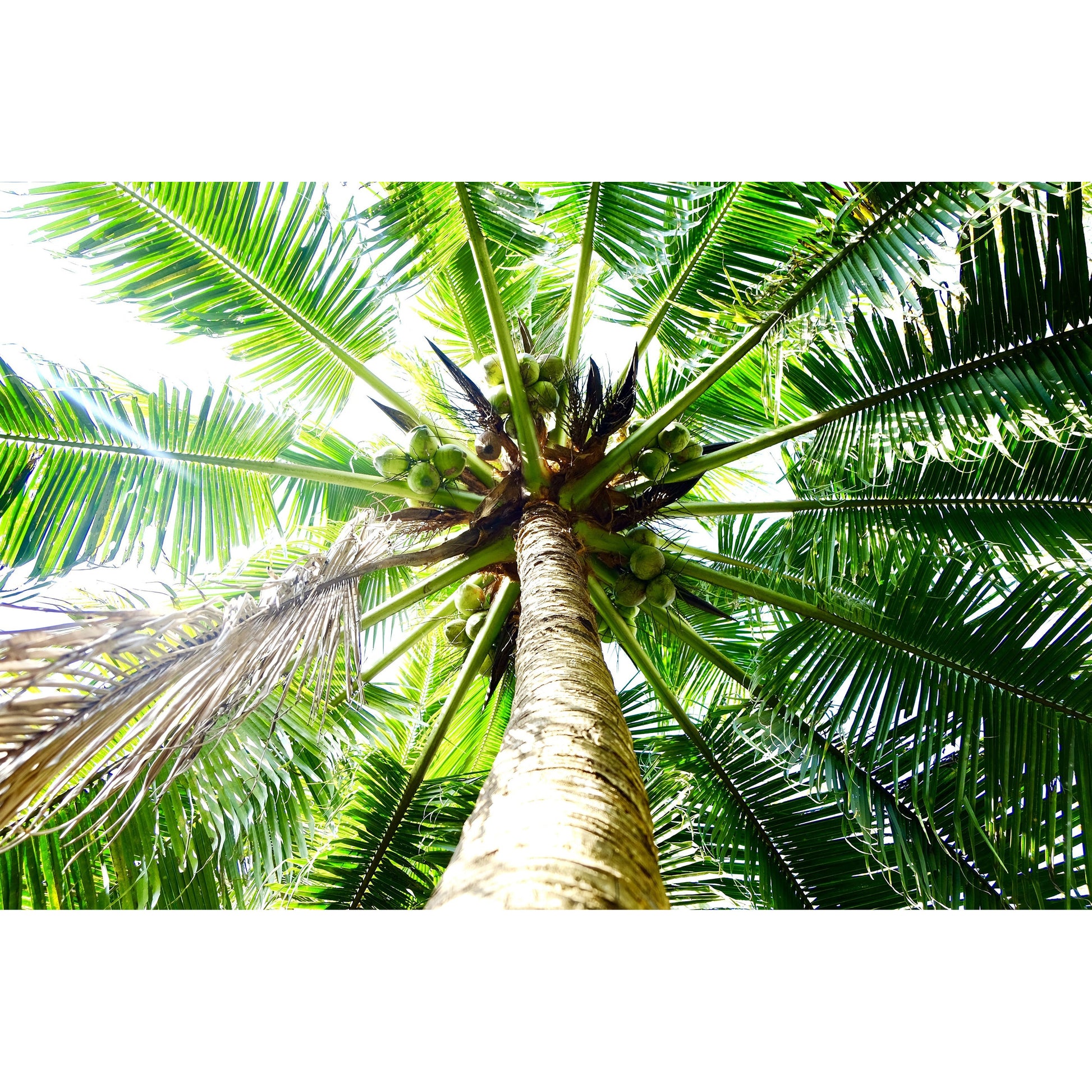 Spritzschutz - Palm Tree