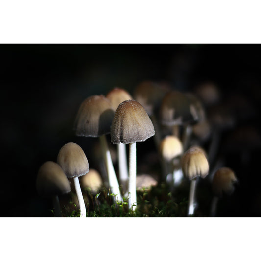 Spritzschutz - Mushrooms
