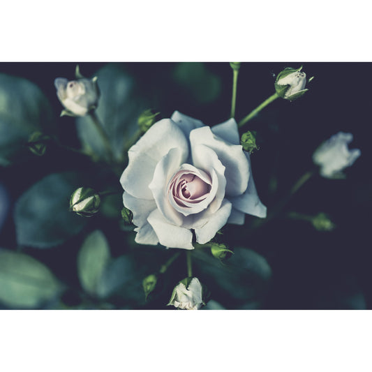 Spritzschutz - Only Rose