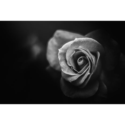 Spritzschutz - Rose