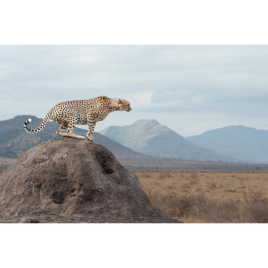 Spritzschutz - Cheetah