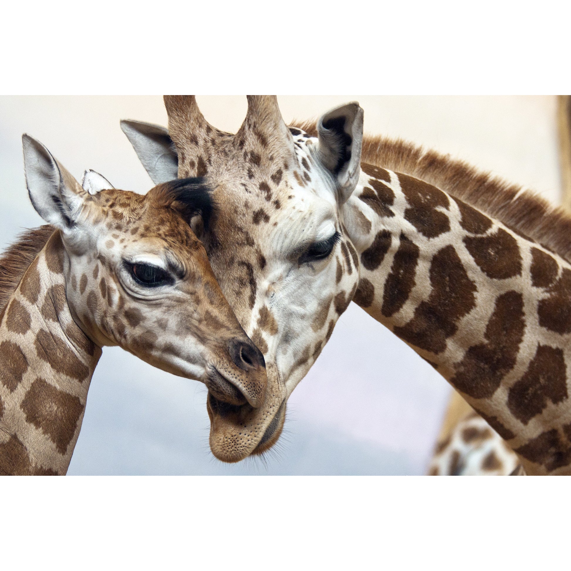 Spritzschutz - Two Giraffes