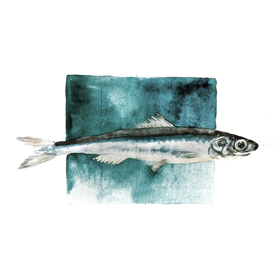 Queen Kerosin Spritzschutz - Blue Fish