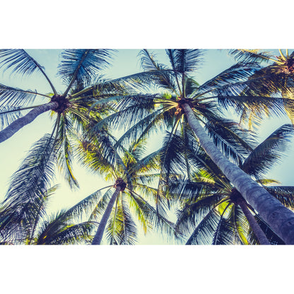 Spritzschutz - Palms Tree