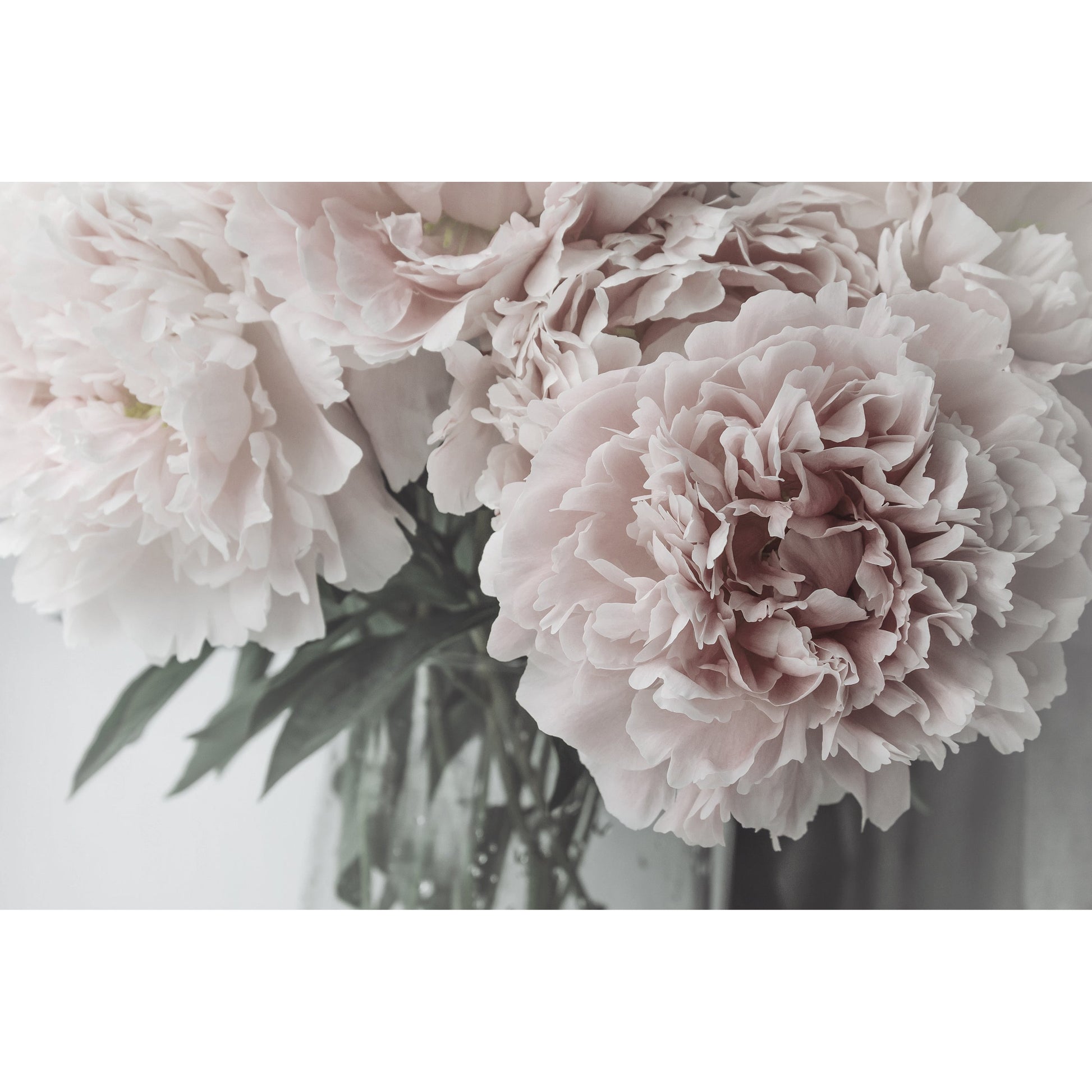 Spritzschutz - Rose Flower