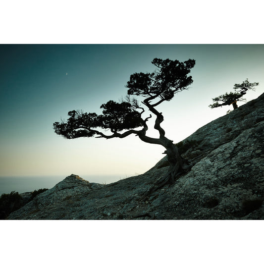 Spritzschutz - Mountain Tree