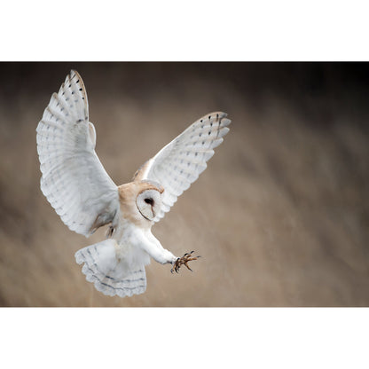 Spritzschutz - White Owl
