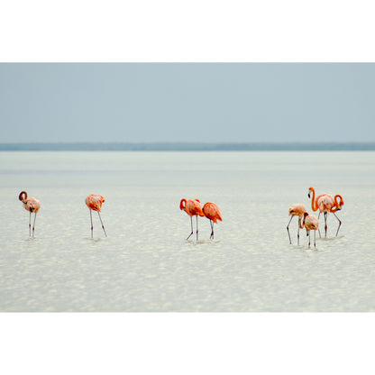 Spritzschutz - Flamingo at the Beach