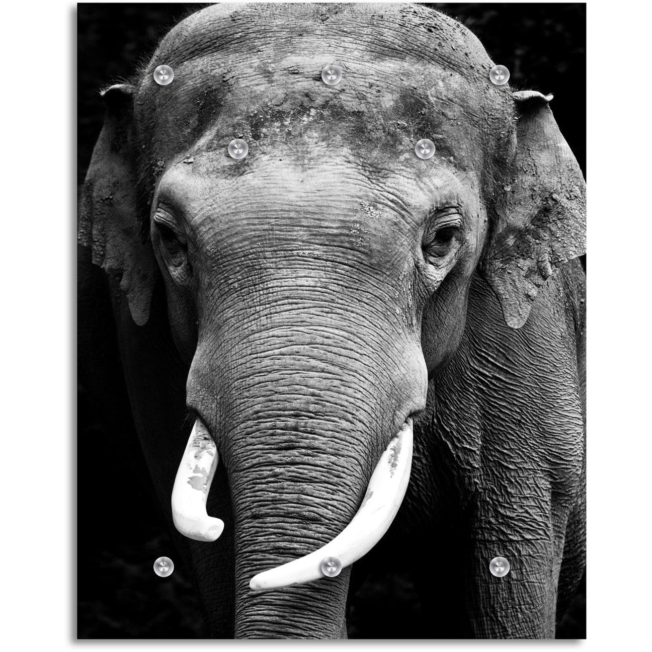 Garderobe - Elephant